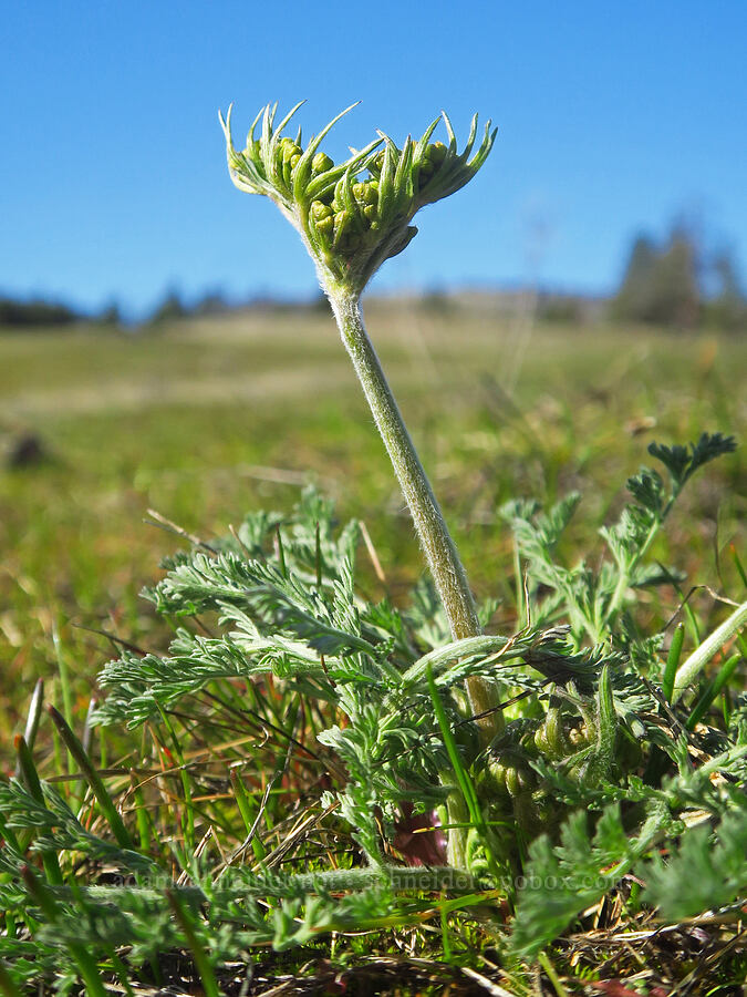 big-seed biscuitroot, budding (Lomatium macrocarpum) [Catherine Creek, Klickitat County, Washington]