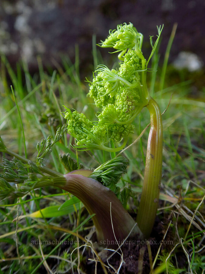 Klickitat desert parsley, budding (Lomatium klickitatense (Lomatium grayi)) [Major Creek, Klickitat County, Washington]