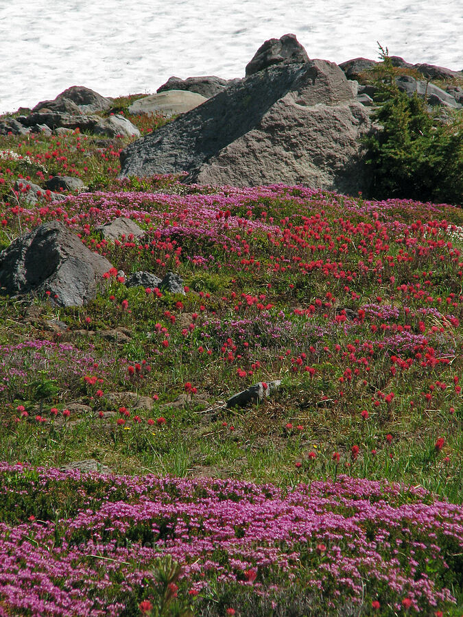 pink mountain heather & magenta paintbrush (Phyllodoce empetriformis, Castilleja parviflora var. oreopola) [McNeil Point Trail, Mt. Hood Wilderness, Hood River County, Oregon]