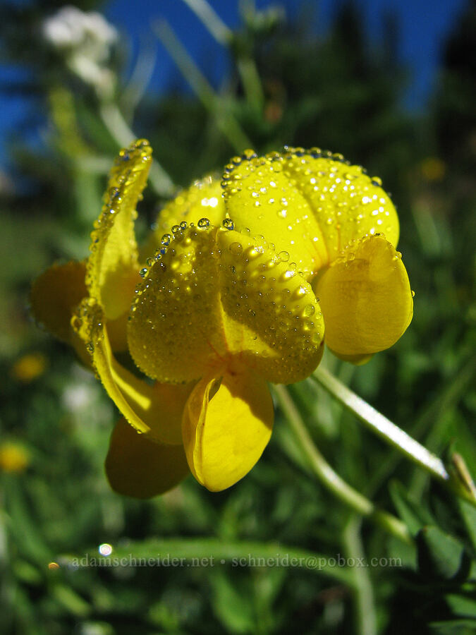 dew on birds-foot trefoil (Lotus corniculatus) [Mount Hood Meadows, Mt. Hood National Forest, Hood River County, Oregon]