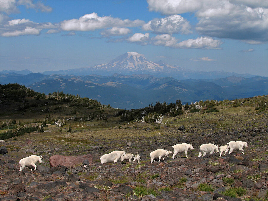 mountain goats & Mount Rainier (Oreamnos americanus) [Adams Glacier Meadows, Mt. Adams Wilderness, Yakima County, Washington]