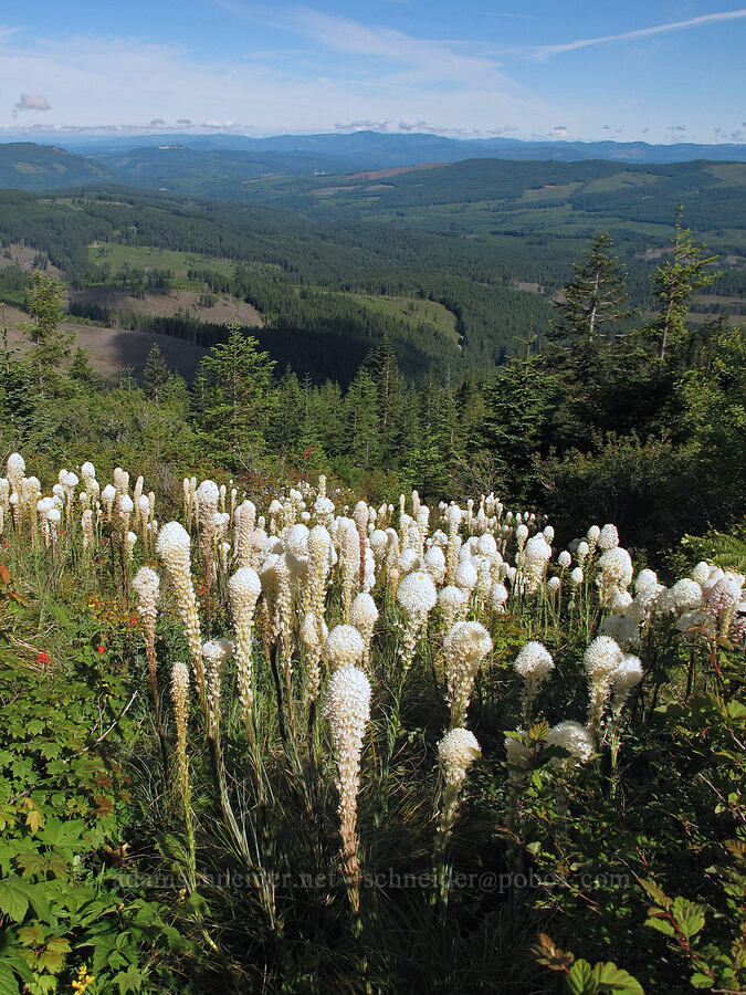 beargrass (Xerophyllum tenax) [Silver Star Mountain trailhead, Gifford Pinchot Nat'l Forest, Skamania County, Washington]