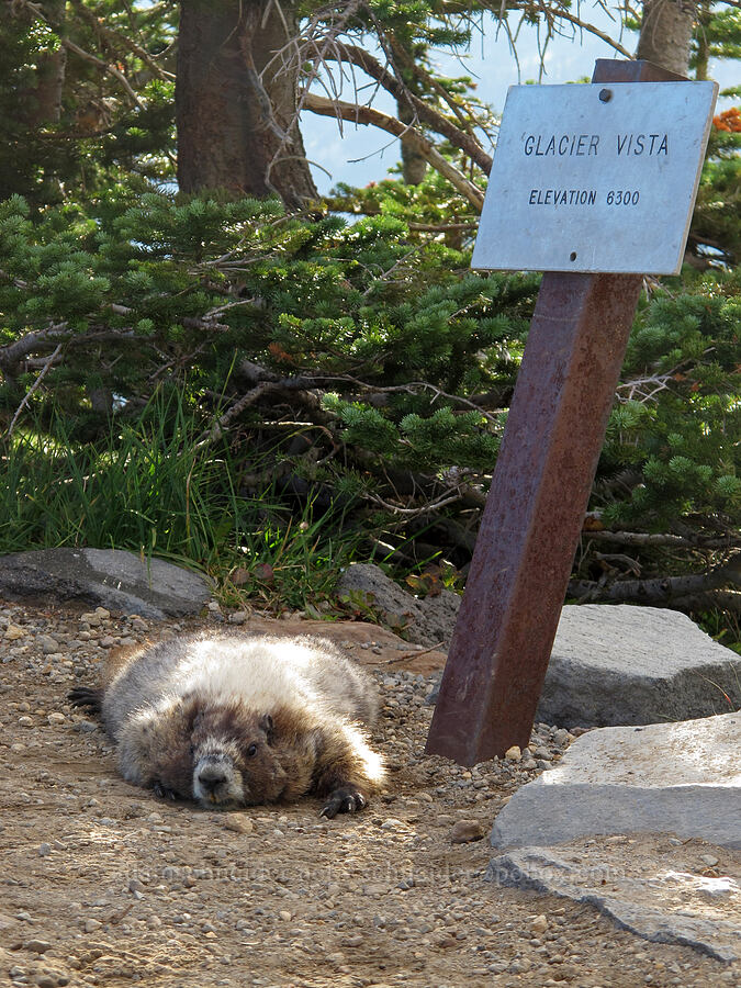 hoary marmot (Marmota caligata) [Glacier Vista Trail, Mount Rainier National Park, Pierce County, Washington]