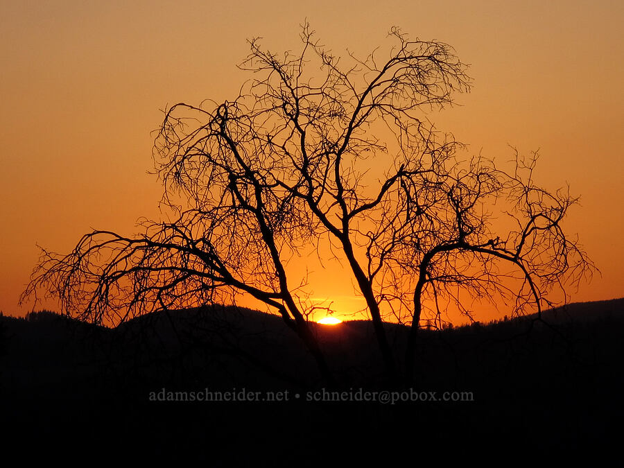 sunset & a burnt tree [Cherry Lake Road, Stanislaus National Forest, Tuolumne County, California]