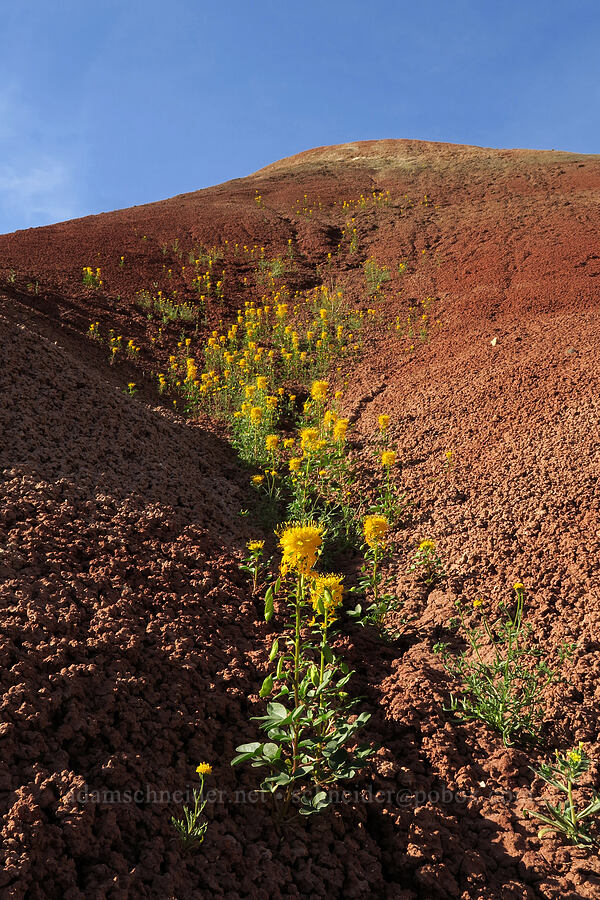 golden bee plant & red clay (Cleome platycarpa (Peritoma platycarpa)) [Sutton Mountain WSA, Wheeler County, Oregon]