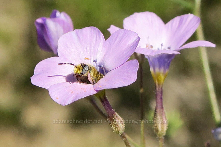 showy gilia (and a bee) (Gilia cana) [Darwin Wash, Death Valley National Park, Inyo County, California]