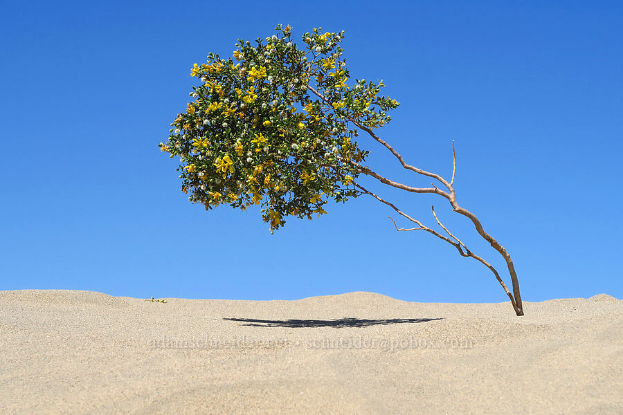 creosote bush (Larrea tridentata) [Mesquite Dunes, Death Valley National Park, Inyo County, California]