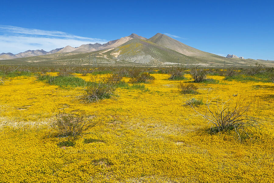 gold-fields & desert mountains (Lasthenia gracilis) [Highway 14, Kern County, California]