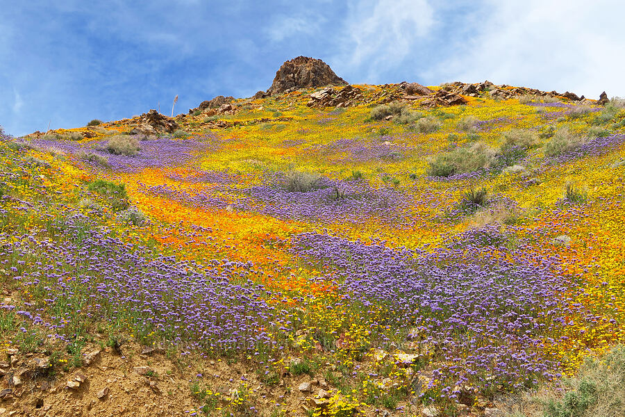 wildflowers (Eschscholzia californica, Phacelia sp., Leptosyne bigelovii (Coreopsis bigelovii), Chaenactis sp.) [Jawbone Canyon, Kern County, California]