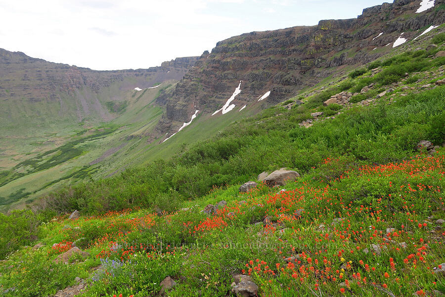 wildflowers in Kiger Gorge [Kiger Gorge, Steens Mountain, Harney County, Oregon]