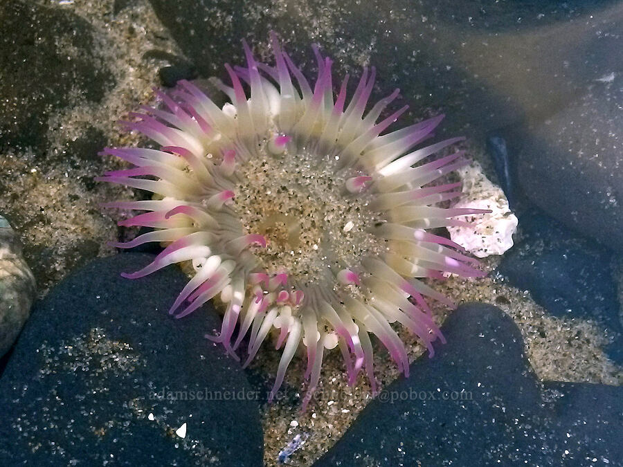 aggregating sea anemone (Anthopleura elegantissima) [Haystack Rock Marine Garden, Cannon Beach, Clatsop County, Oregon]