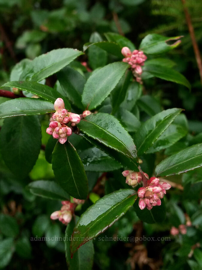 evergreen huckleberry flowers (Vaccinium ovatum) [Short Sand Beach Trail, Oswald West State Park, Tillamook County, Oregon]