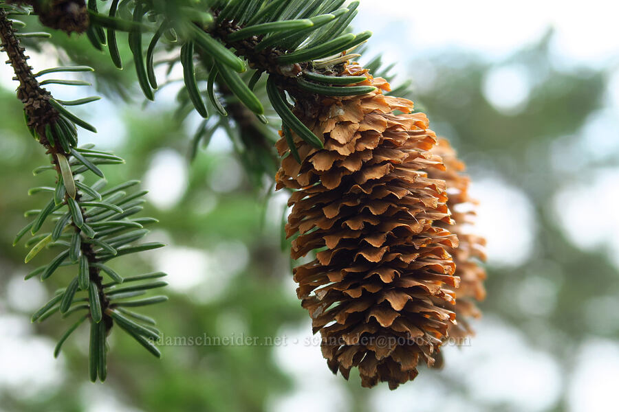 Sitka spruce cones (Picea sitchensis) [Cape Trail, Cape Lookout State Park, Tillamook County, Oregon]