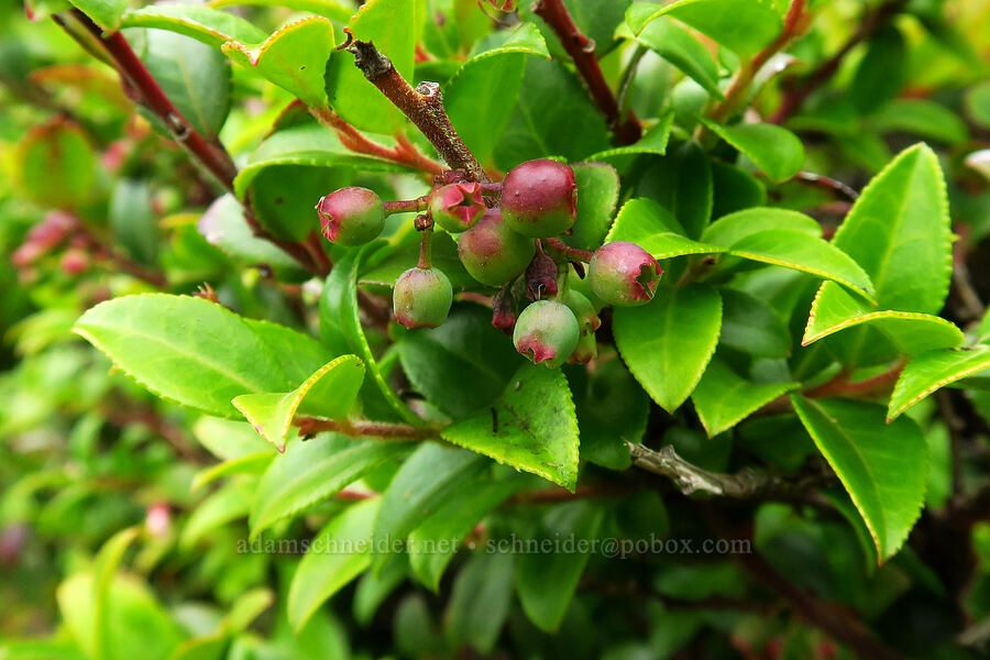 unripe evergreen huckleberries (Vaccinium ovatum) [Cape Trail, Cape Lookout State Park, Tillamook County, Oregon]