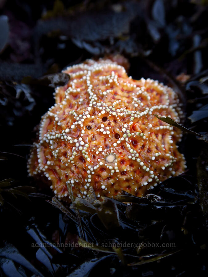 ochre sea star in feather boa kelp (Pisaster ochraceus, Egregia menziesii) [Boiler Bay Research Reserve, Lincoln County, Oregon]