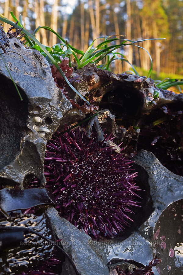 purple sea urchin (Strongylocentrotus purpuratus) [Boiler Bay Research Reserve, Lincoln County, Oregon]