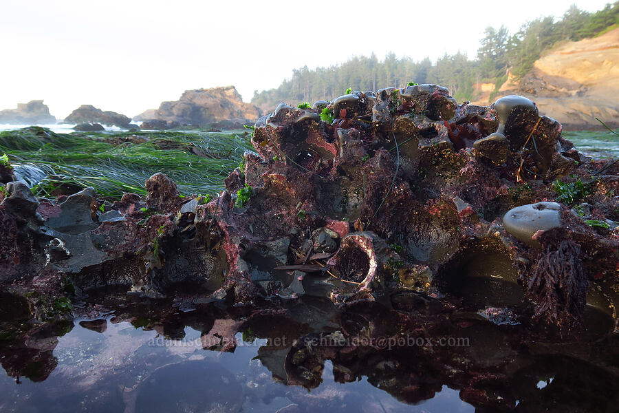 urchin holes [Boiler Bay Research Reserve, Lincoln County, Oregon]