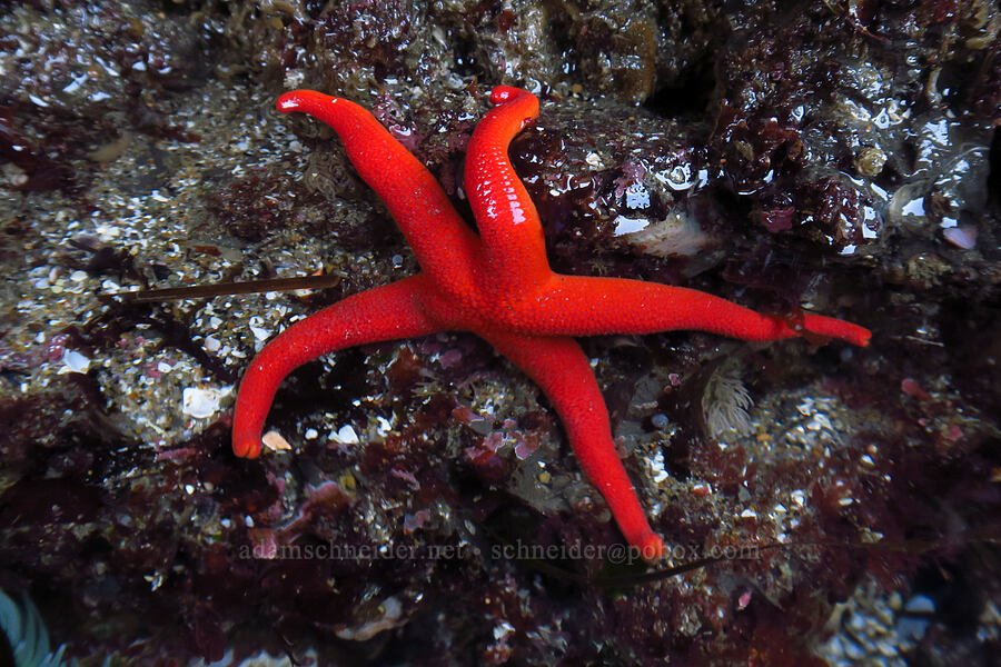 Pacific blood star (Henricia leviuscula) [Boiler Bay Research Reserve, Lincoln County, Oregon]