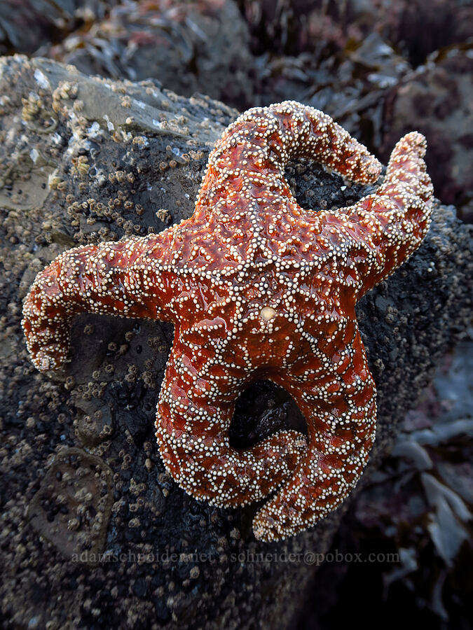ochre sea star (Pisaster ochraceus) [Boiler Bay Research Reserve, Lincoln County, Oregon]