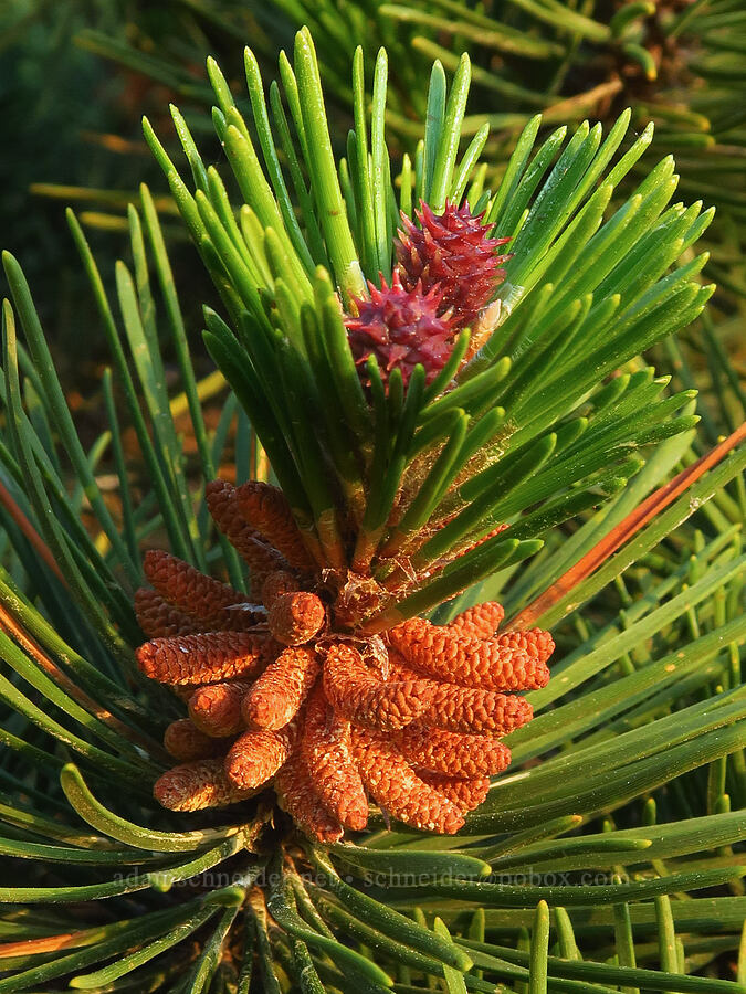 shore pine flowers (Pinus contorta ssp. contorta) [Ocean Terrace Condominiums, Lincoln City, Lincoln County, Oregon]