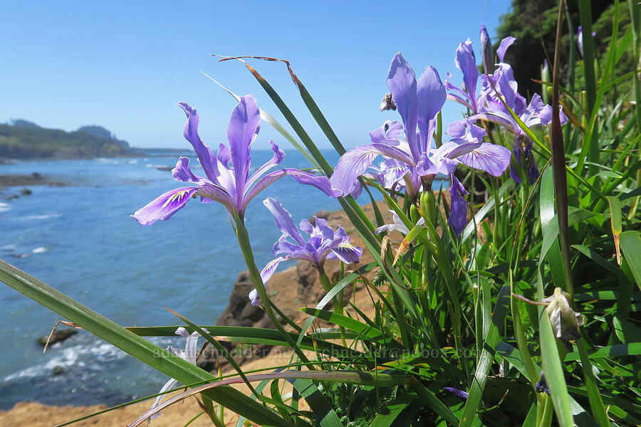 Oregon iris (Iris tenax) [Fishing Rock, Lincoln County, Oregon]