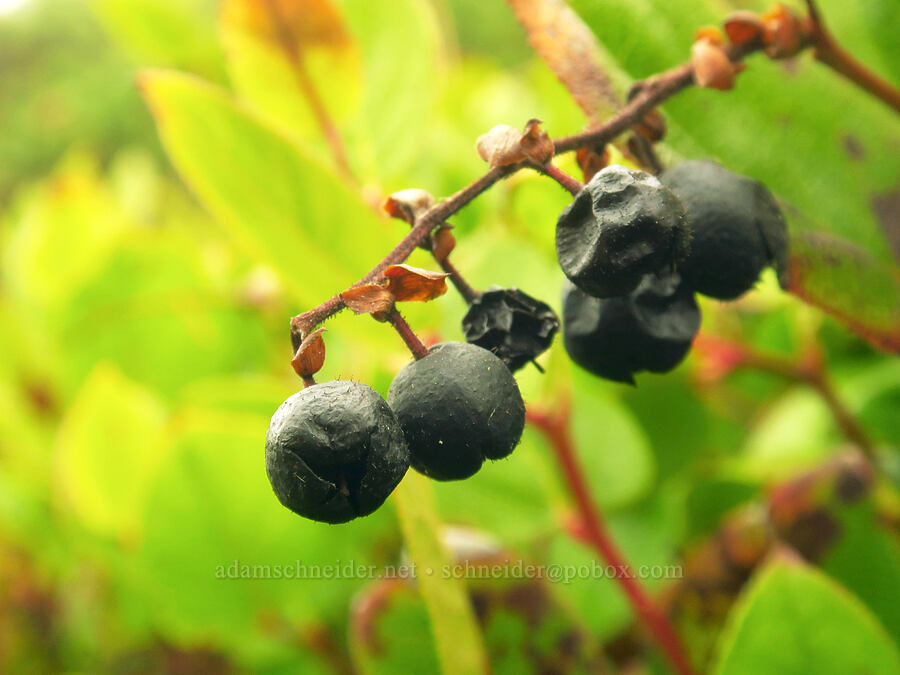 overripe salal berries (Gaultheria shallon) [Taft Beach Access, Lincoln City, Lincoln County, Oregon]