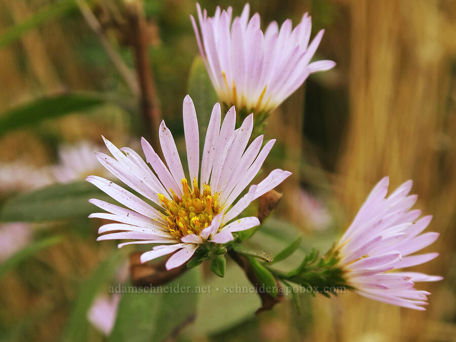 Pacific aster (Symphyotrichum chilense (Aster chilensis)) [Taft Beach Access, Lincoln City, Lincoln County, Oregon]