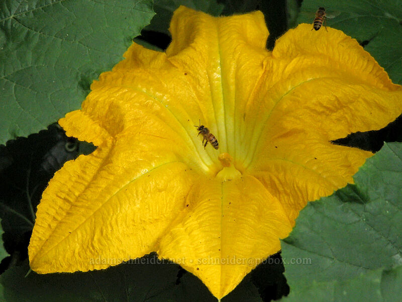 pumpkin flower & honeybees [Knapp Street, Portland, Multnomah County, Oregon]
