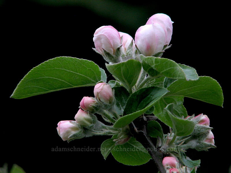budding apple blossoms [Knapp Street, Portland, Multnomah County, Oregon]