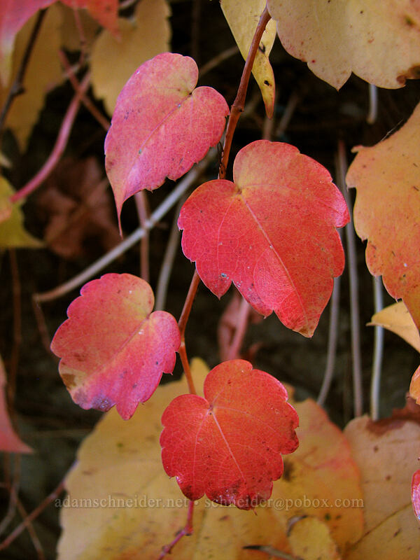 grape leaves [Knapp Street, Portland, Multnomah County, Oregon]