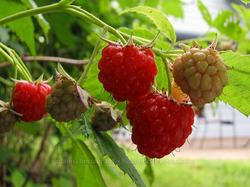 raspberries [Knapp Street, Portland, Multnomah County, Oregon]