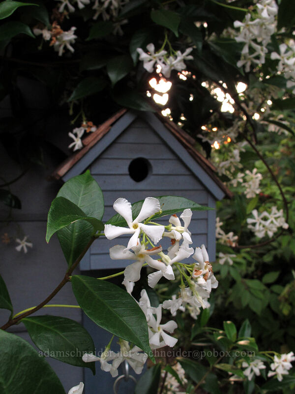 jasmine & birdhouse [Knapp Street, Portland, Multnomah County, Oregon]