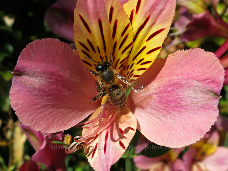 honeybee on alstroemeria [Knapp Street, Portland, Multnomah County, Oregon]