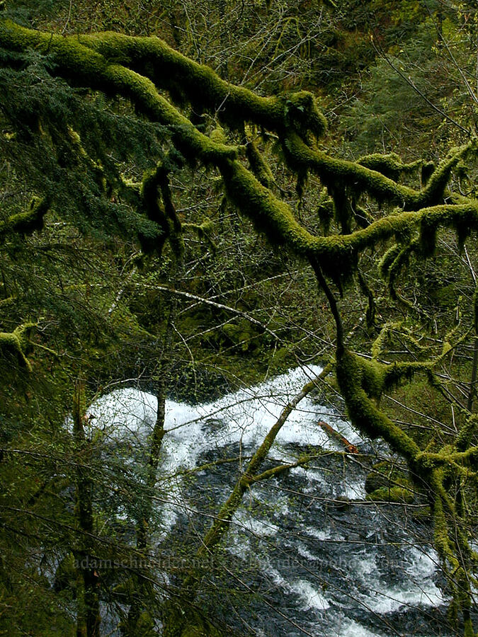 Oneonta Creek & mossy branches [Oneonta Gorge, Multnomah County, Oregon]