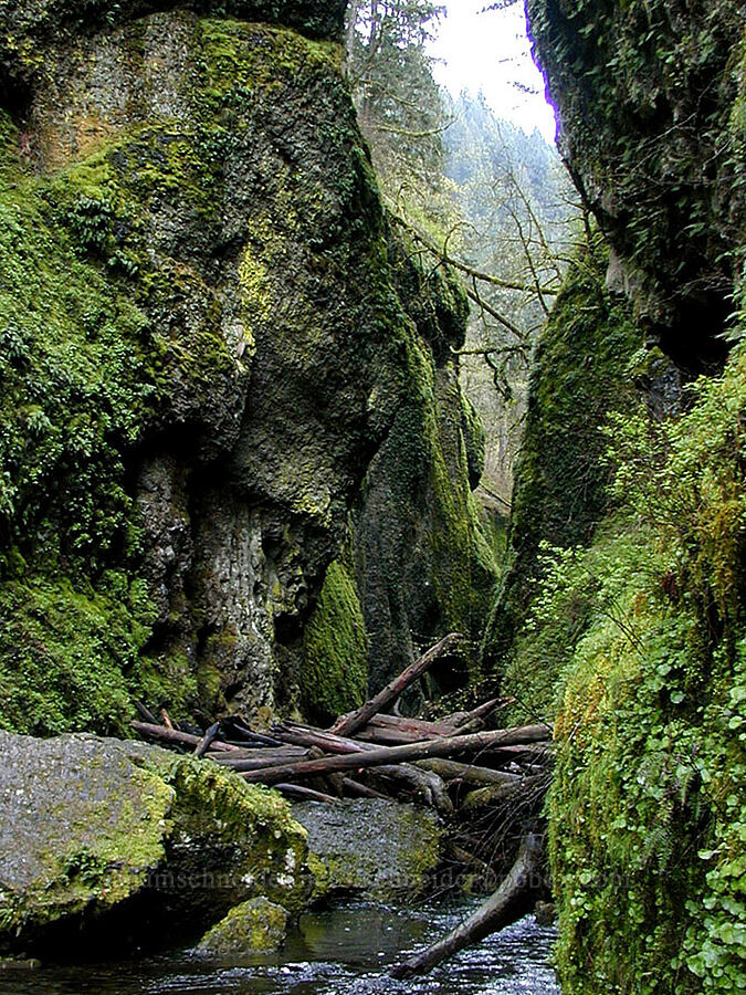Oneonta Gorge log jam [Columbia River Gorge, Multnomah County, Oregon]