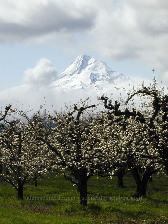 pear orchard & Mt. Hood [Cooper Spur Road, Hood River Valley, Hood River County, Oregon]