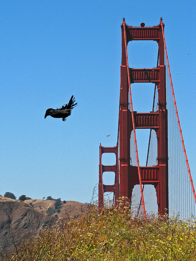 crow & Golden Gate Bridge [Fort Point, San Francisco, California]