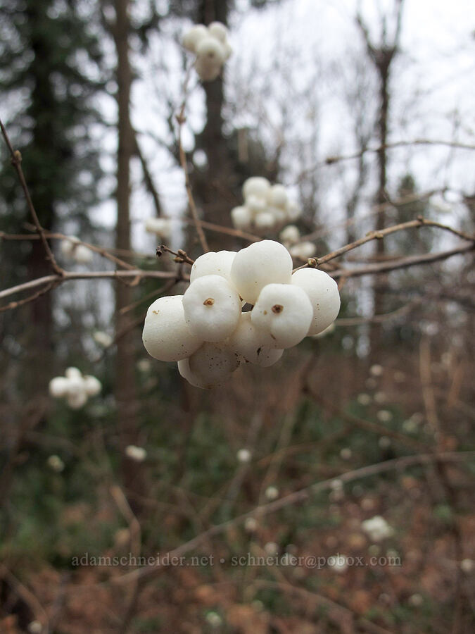 snowberries (Symphoricarpos albus) [Pacific Spirit Regional Park, Vancouver, British Columbia, Canada]