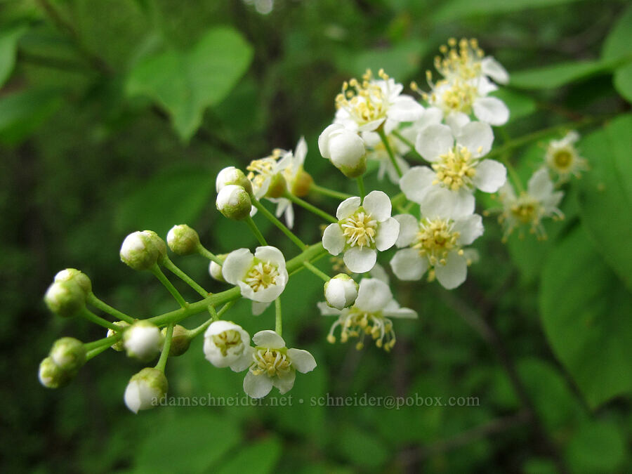 chokecherry flowers (Prunus virginiana) [County Road 42, Alexandria, Douglas County, Minnesota]