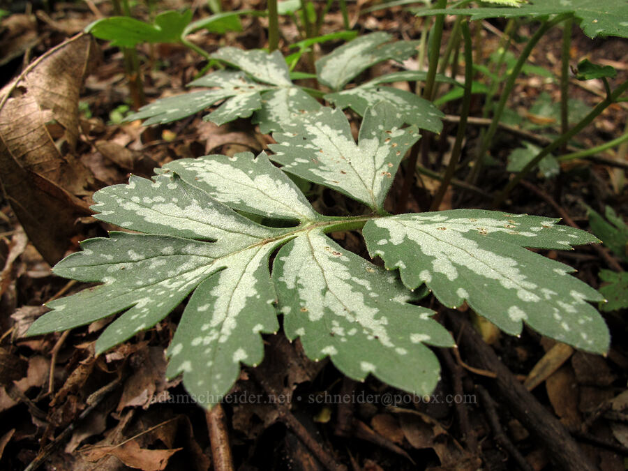 Virginia waterleaf leaves (Hydrophyllum virginianum) [County Road 42, Alexandria, Douglas County, Minnesota]