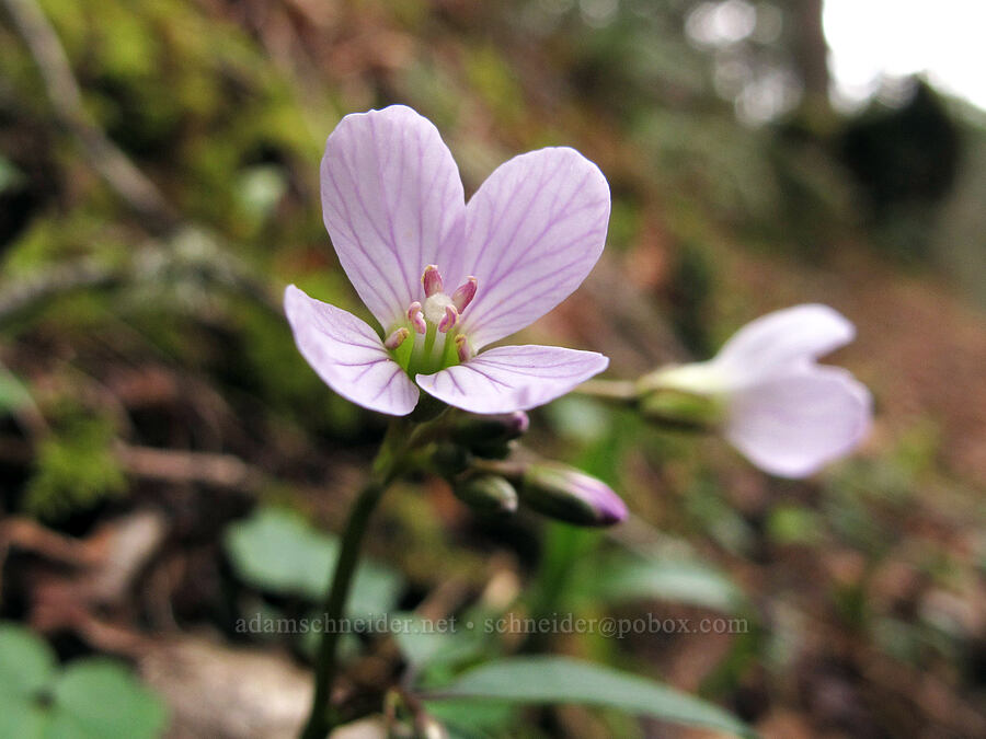 oaks toothwort (Cardamine nuttallii) [Horsetail Falls Trail, Columbia River Gorge, Multnomah County, Oregon]