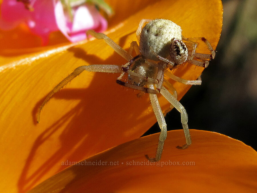 crab spiders on a California poppy (Mecaphesa sp., Eschscholzia californica) [Catherine Creek, Klickitat County, Washington]