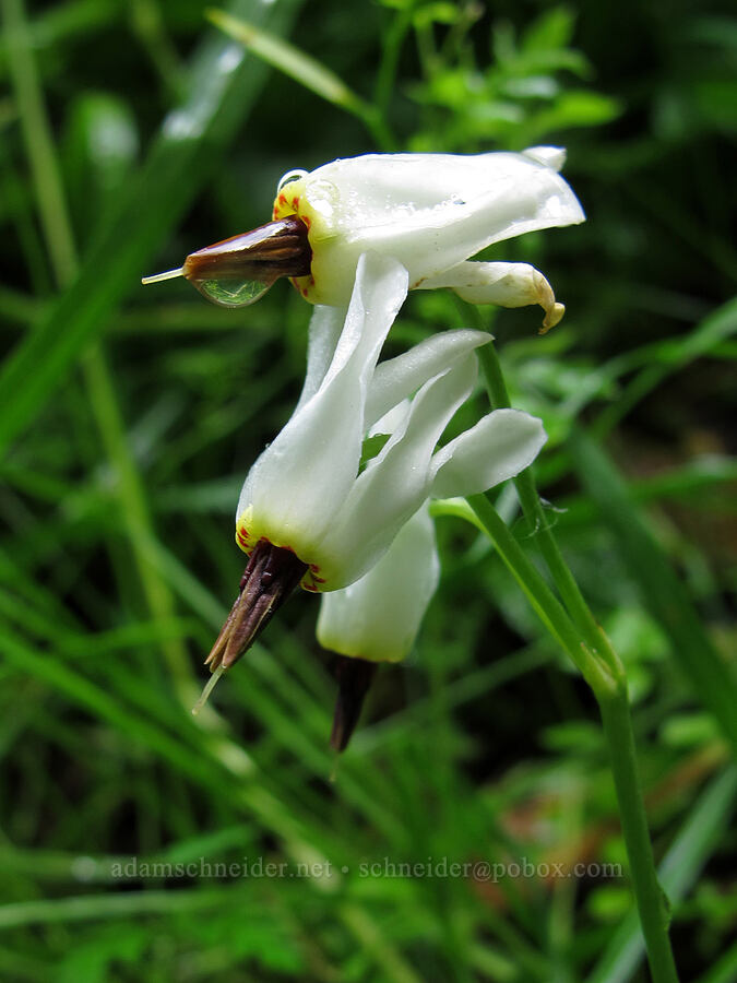white shooting star (Dodecatheon dentatum (Primula latiloba)) [Larch Mountain Trail, Columbia River Gorge, Multnomah County, Oregon]