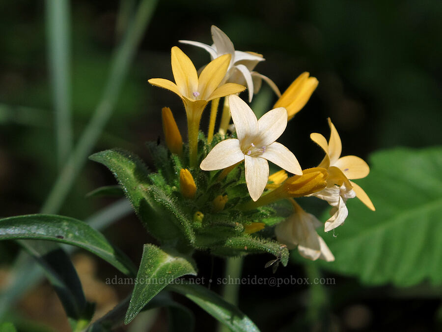 grand collomia (Collomia grandiflora) [Tom McCall Preserve, Wasco County, Oregon]