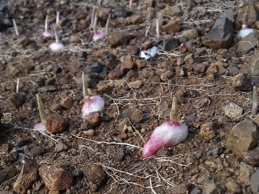 scalloped onion bulbs (Allium crenulatum) [Saddle Mountain Trail, Saddle Mountain State Natural Area, Clatsop County, Oregon]