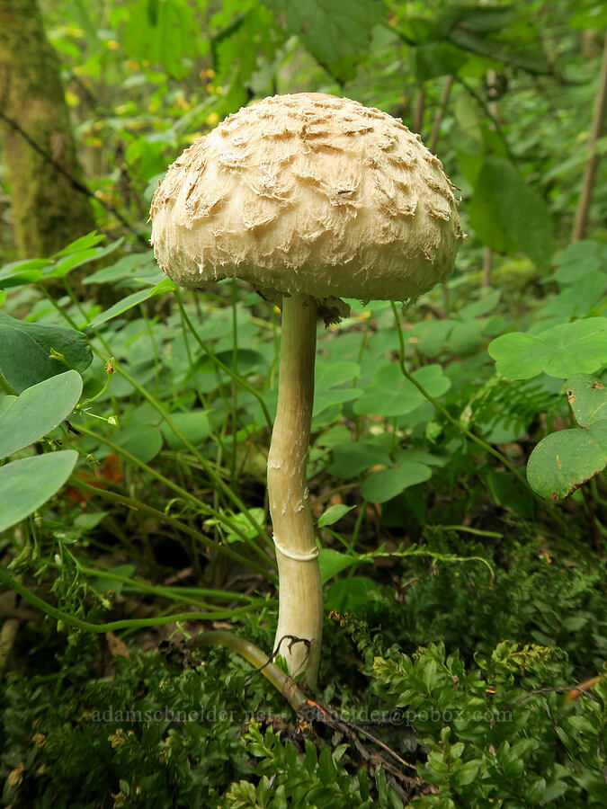mushroom [Latourell Falls Trail, Columbia River Gorge, Multnomah County, Oregon]