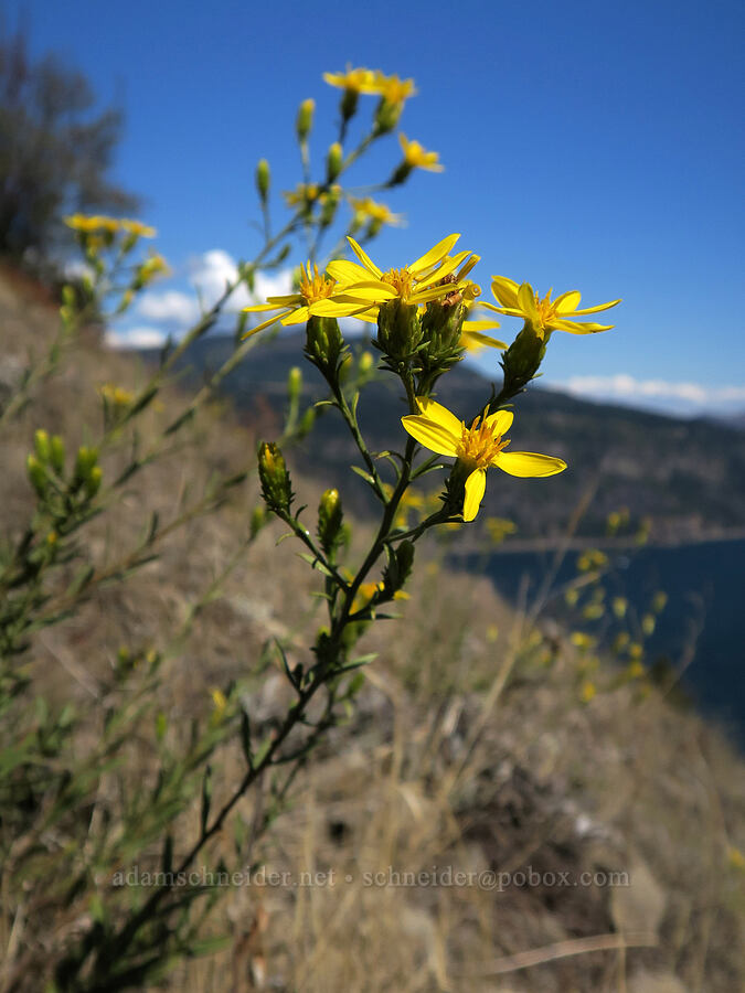 Hall's goldenweed (Columbiadoria hallii (Haplopappus hallii)) [Mitchell Point, Hood River County, Oregon]