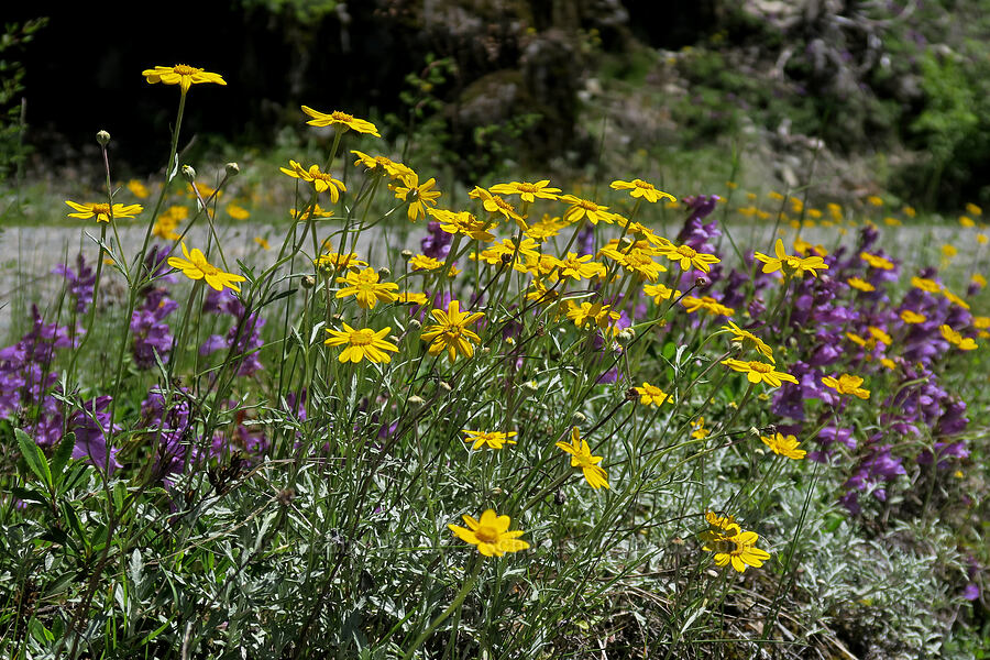 Oregon sunshine & Cardwell's penstemon (Eriophyllum lanatum, Penstemon cardwellii) [Forest Road 2207, Willamette National Forest, Marion County, Oregon]