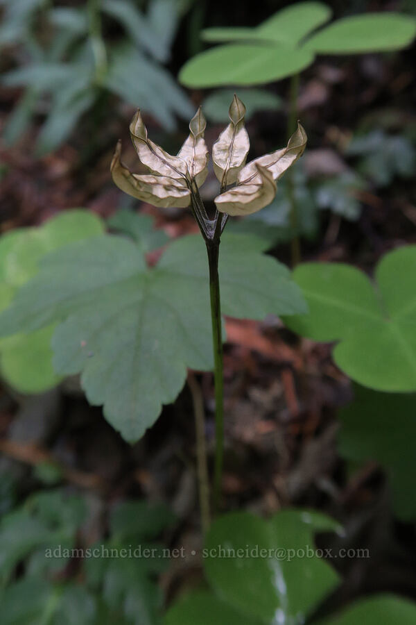 cut-leaf goldthread seeds (Coptis laciniata) [Table Rock Trail, Table Rock Wilderness, Clackamas County, Oregon]
