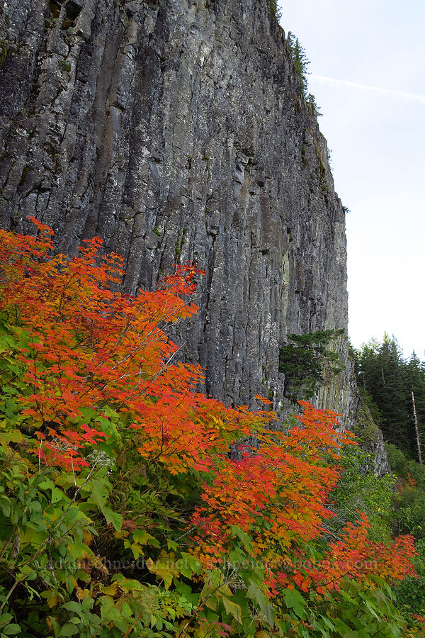 vine maples in autumn (Acer circinatum) [Table Rock Trail, Table Rock Wilderness, Clackamas County, Oregon]